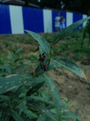 Vincetoxicum mongolicum