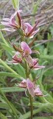 Prasophyllum odoratum