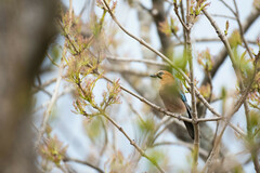 Garrulus glandarius bambergi