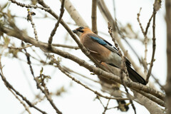 Garrulus glandarius bambergi