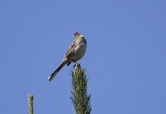 Mimus thenca