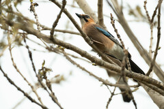 Garrulus glandarius bambergi