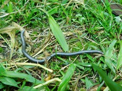 Typhlopidae