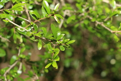 Pittosporum viscidum