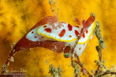 Goniobranchus splendidus