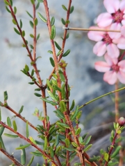 Adenandra