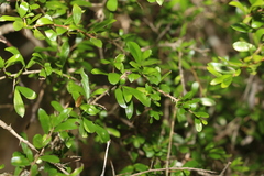 Pittosporum viscidum