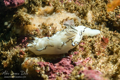 Doriprismatica atromarginata