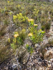 Leucospermum erubescens
