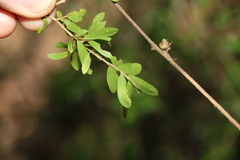 Pittosporum viscidum