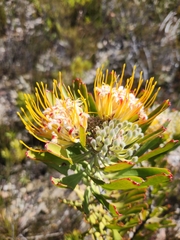 Leucospermum erubescens