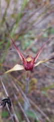 Caladenia strigosa