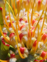 Leucospermum erubescens