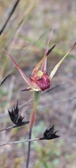 Caladenia strigosa