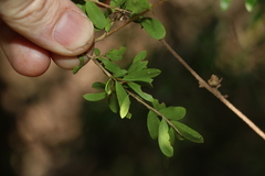 Pittosporum viscidum
