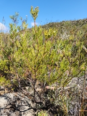 Serruria balanocephala