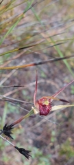 Caladenia strigosa