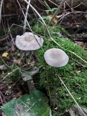 Mycena galericulata