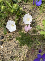Convolvulus capensis