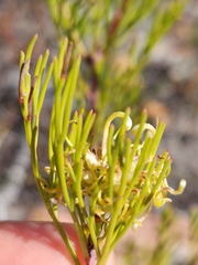 Serruria balanocephala