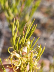 Serruria balanocephala