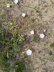 Convolvulus capensis