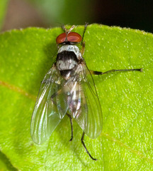 Anthomyia