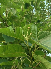 Camptotheca acuminata