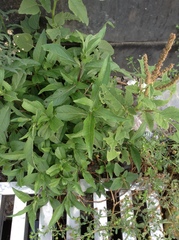 Eclipta prostrata