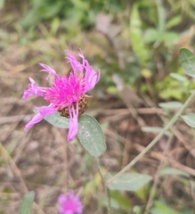 Centaurea jacea