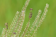 Lepidium africanum