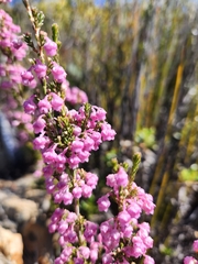 Erica selaginifolia