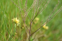 Lepidium africanum