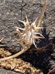 Datura ferox