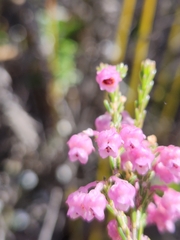 Erica selaginifolia