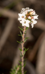 Epacris