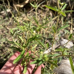 Croton glandulosus