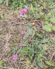 Centaurea jacea