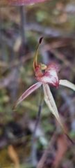 Caladenia cardiochila
