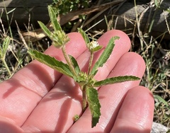 Croton glandulosus