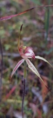 Caladenia cardiochila