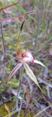 Caladenia cardiochila