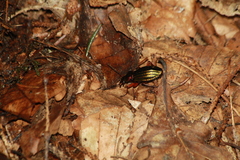 Carabus auronitens
