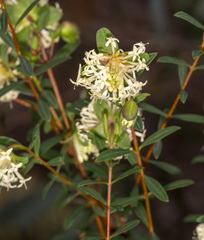 Pimelea linifolia