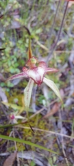 Caladenia cardiochila