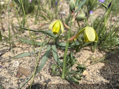 Albuca spiralis