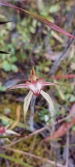 Caladenia cardiochila