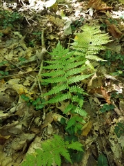 Athyriaceae