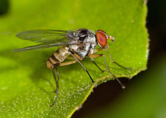 Anthomyia