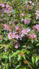 Abelia × grandiflora